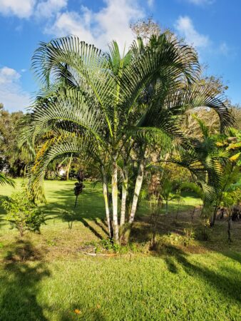 Dypsis sp. lafazamanga