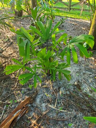 Lanonia dasyantha