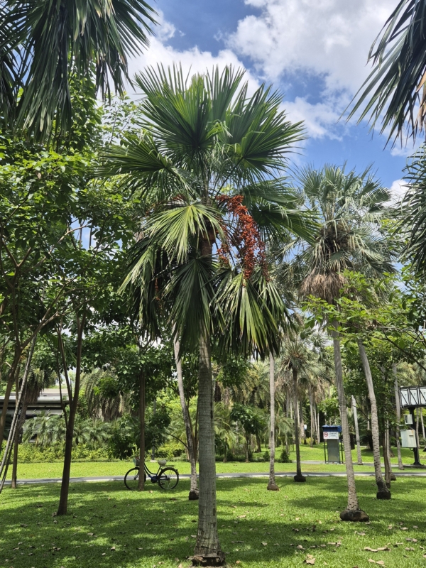 Saribus rotundifolius