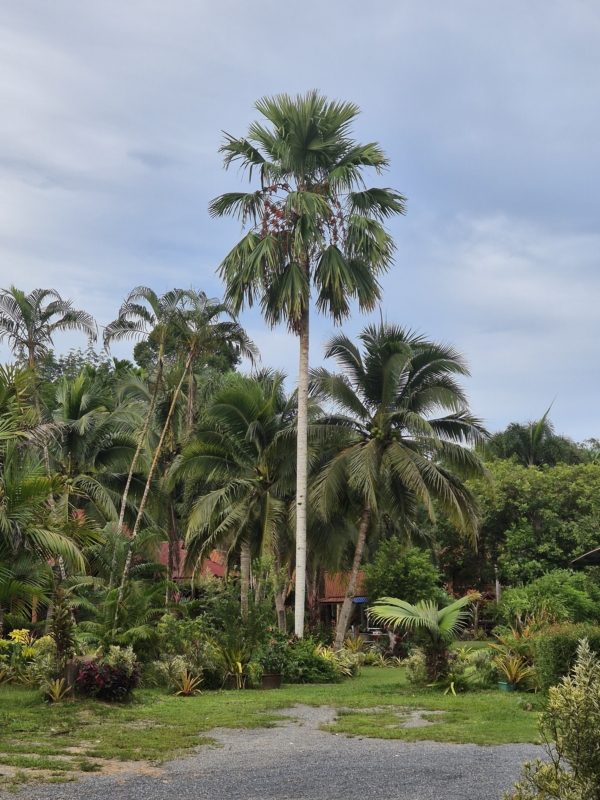 Saribus rotundifolius