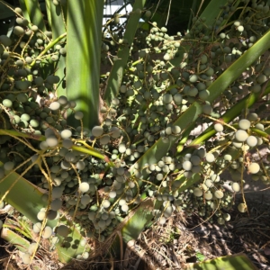 Sabal blackburniana (inflorescence)