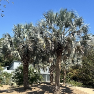 Sabal uresana (silver form) at John Fairey Garden