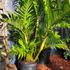 Pinanga coronata