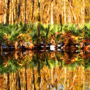 Sabal Minor in Habitat in Craven County, NC