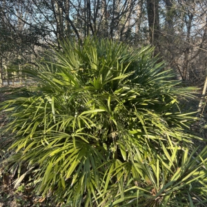 Needle Palm