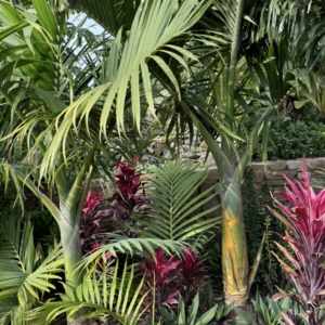Hyophorbe Indica