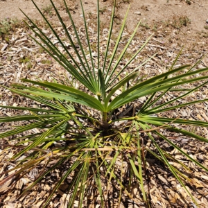 Trachycarpus x fortuanus 'Lil Wags'