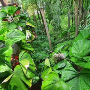 Licuala grandis