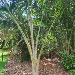 Pigafetta filaris