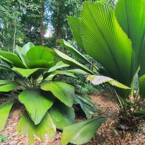 Johannesteijsmannia altifrons