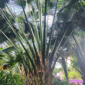 Corypha lecomtei