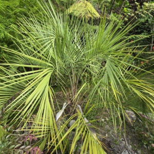 Butia catarinensis