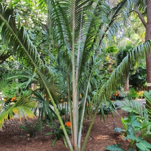 Ravenea louvelii