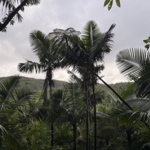 Sierra Palm Break in PR’s El Yunque forest