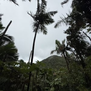 Towering Prestoea forest in El Yunque