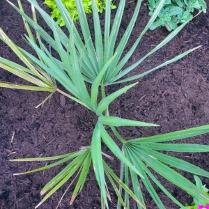 My largest Sabal minor  in needmore pennsylvania