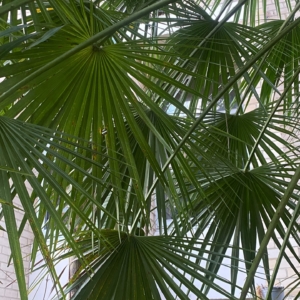 Chamaerops Humilis