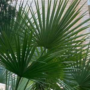 Chamaerops Frond 2024