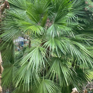 My Chamaerops Humilis 2024