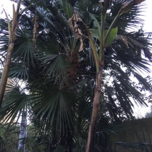 Chamaerops Humilis (Over 20 years old)