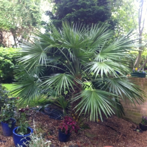 My Chamaerops Humilis 2014