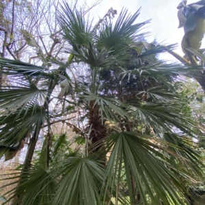 Chamaerops Humilis (Over 20 years old)