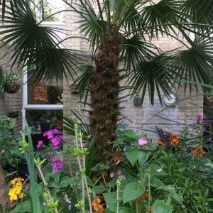 My Chamaerops Humilis 2017