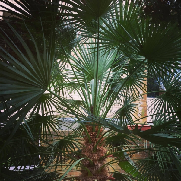 Chamaerops humilis var. humilis