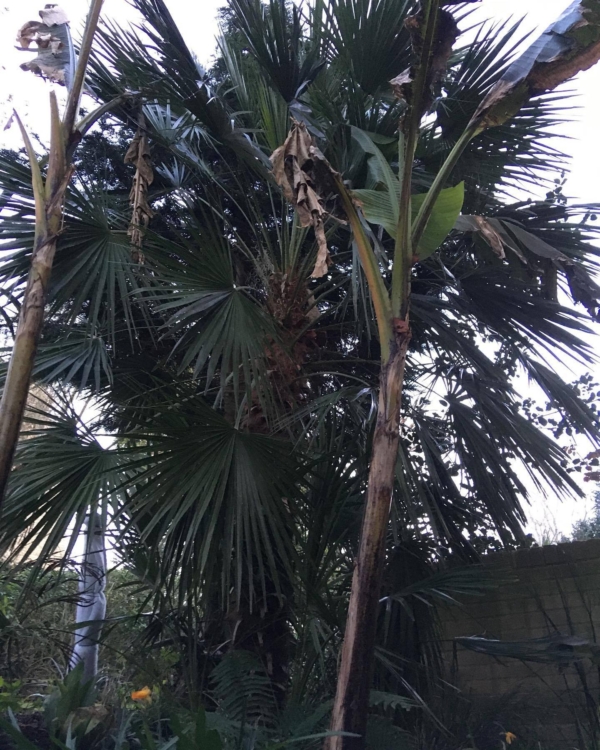 Chamaerops humilis var. humilis