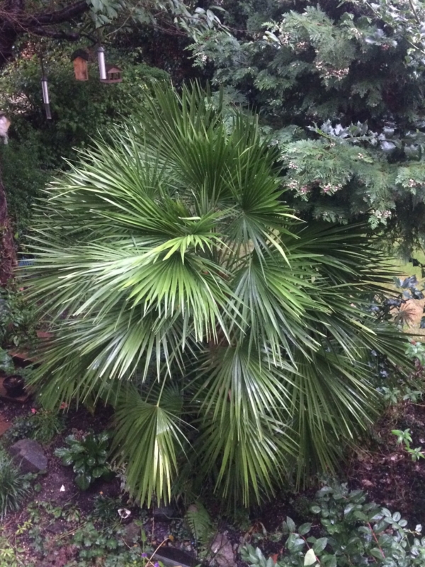 Chamaerops humilis var. humilis