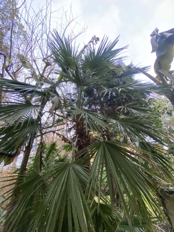 Chamaerops humilis var. humilis