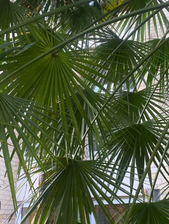 Chamaerops humilis var. humilis