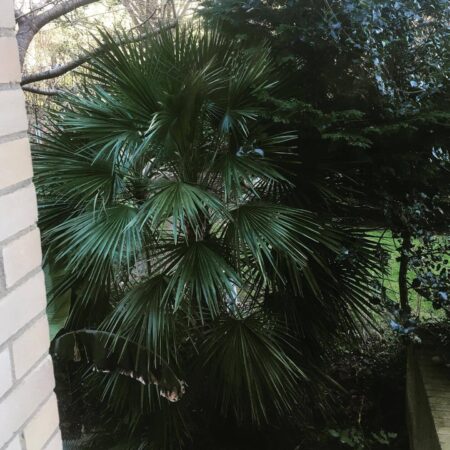 Chamaerops humilis var. humilis