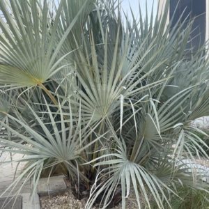hyphaene petersiana