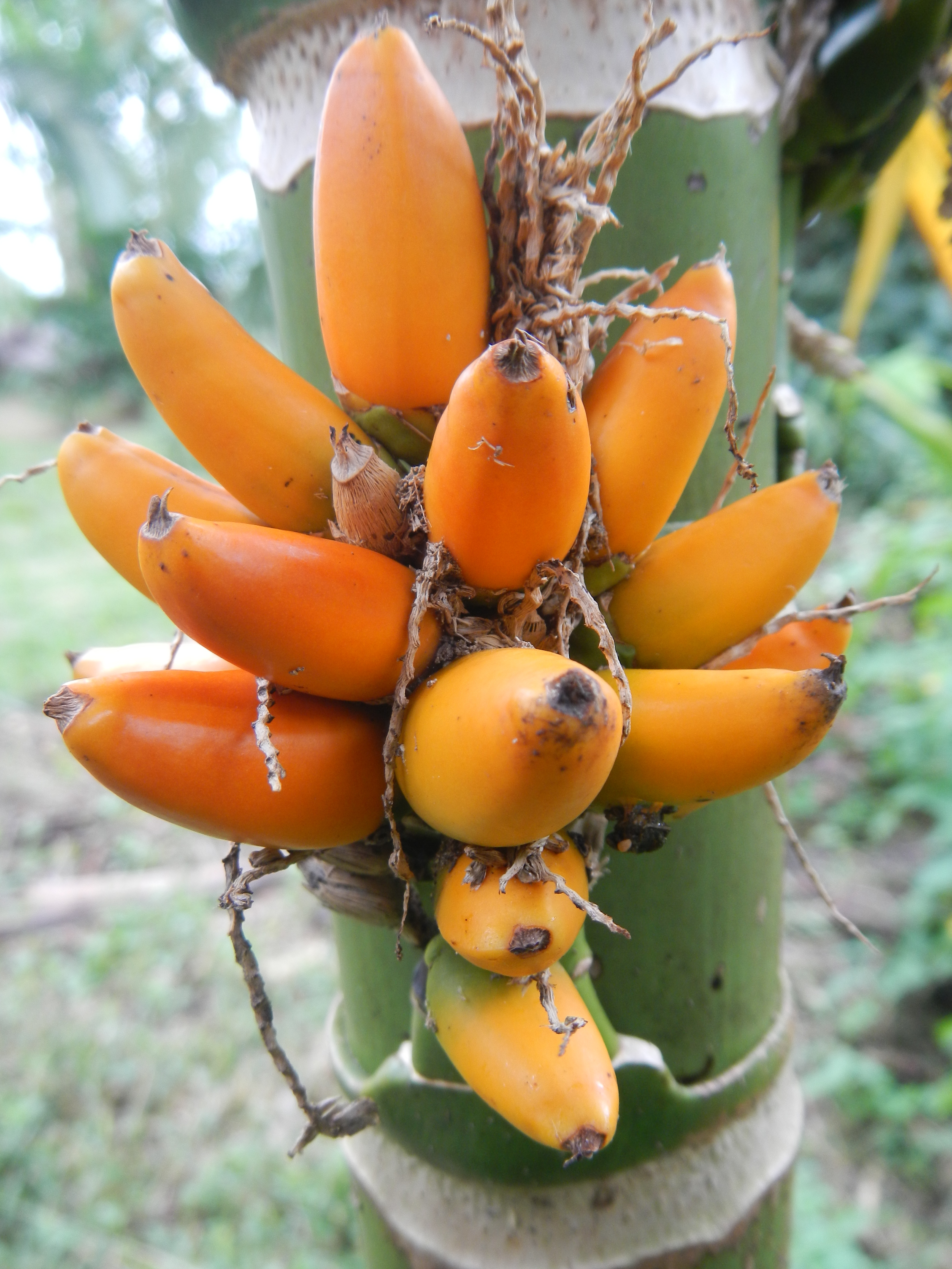 Areca camarinensis cultivated at the Palmétum de Guyane
