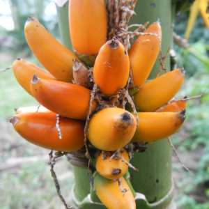 Areca camarinensis cultivated at the Palmétum de Guyane