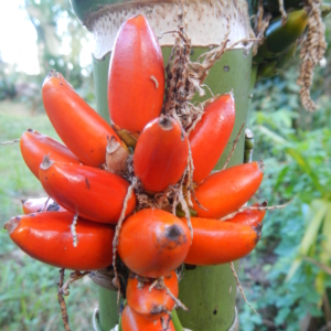 Areca camarinensis mature fruits - Palmétum de Guyane