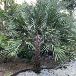 Livistona victoriae cultivated at the Palmétum, French Guiana