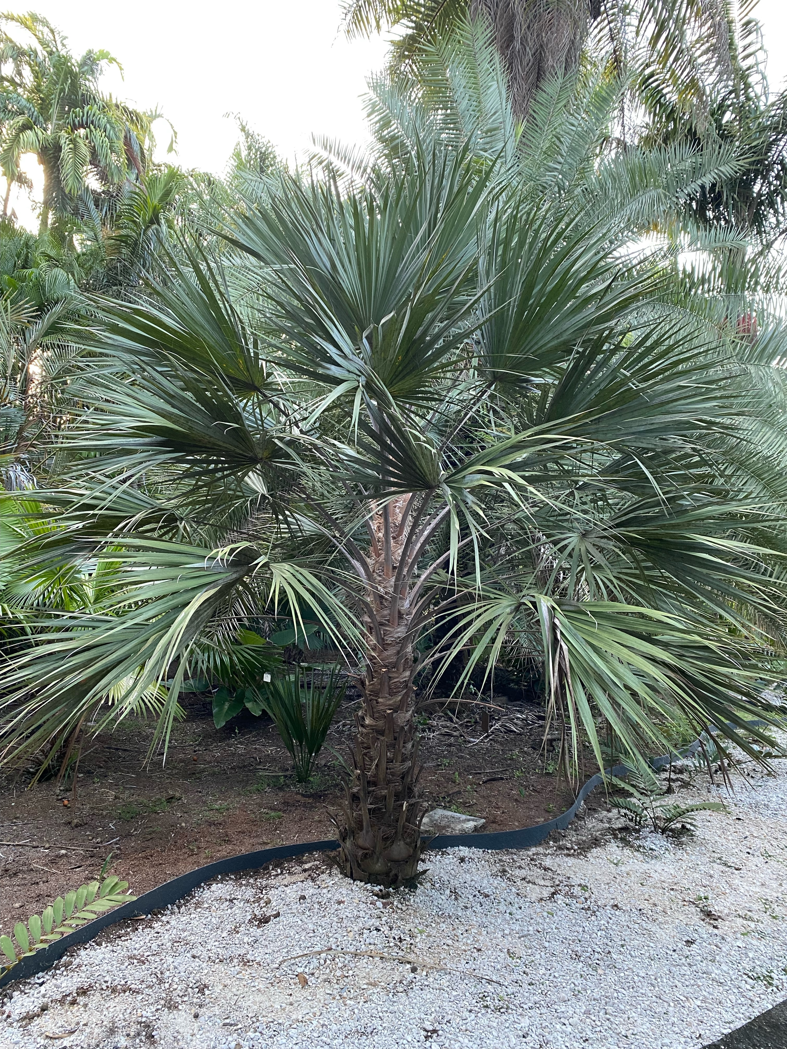 Livistona victoriae cultivated at the Palmétum, French Guiana