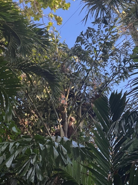 Caryota mitis