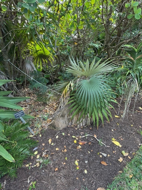 Coccothrinax borhidiana