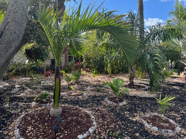 Carpoxylon macrospermum