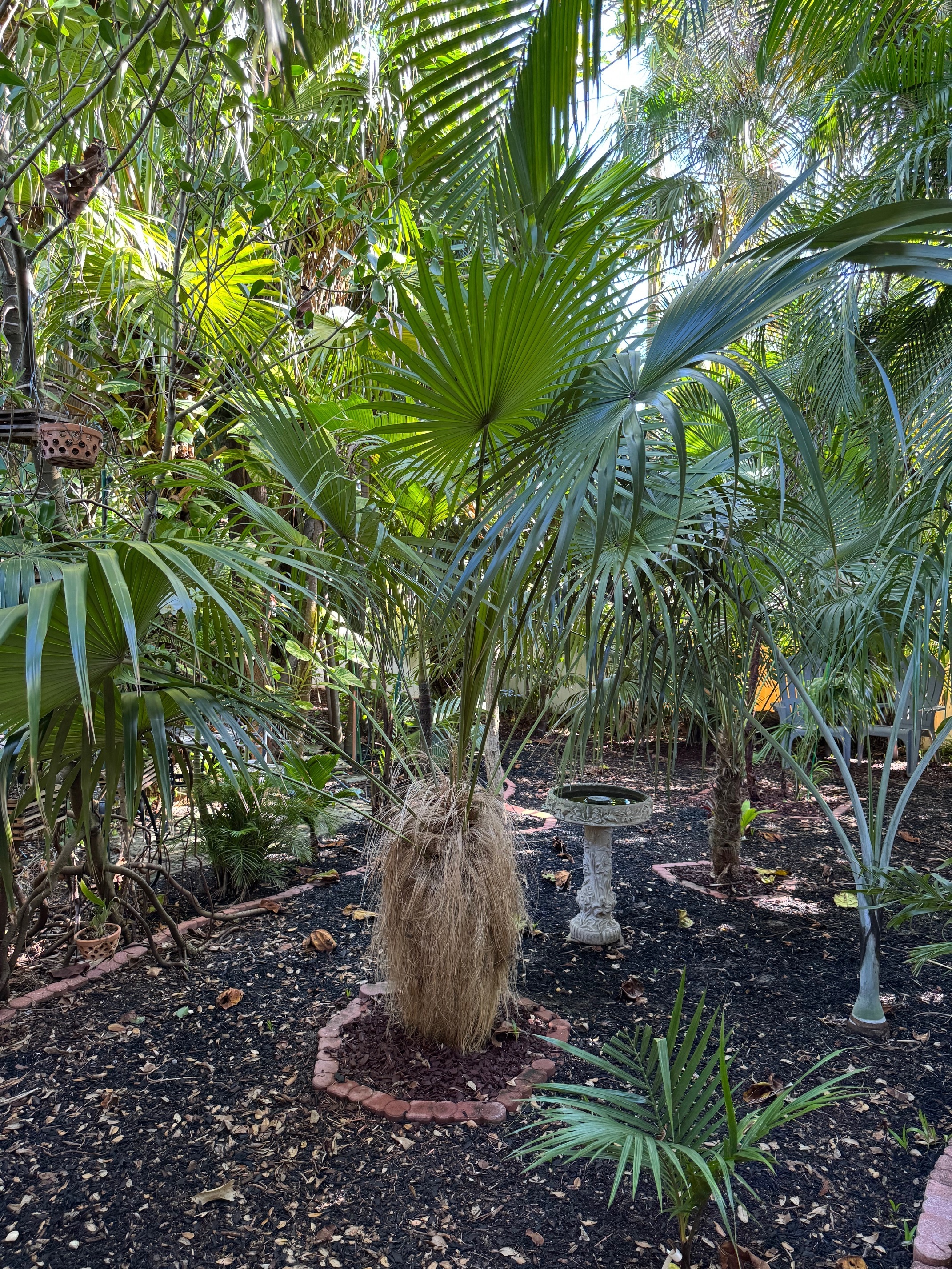 Coccothrinax crinita subsp. crinita