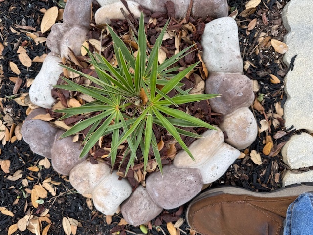 Coccothrinax borhidiana