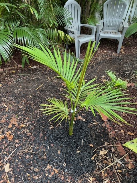Archontophoenix tuckeri