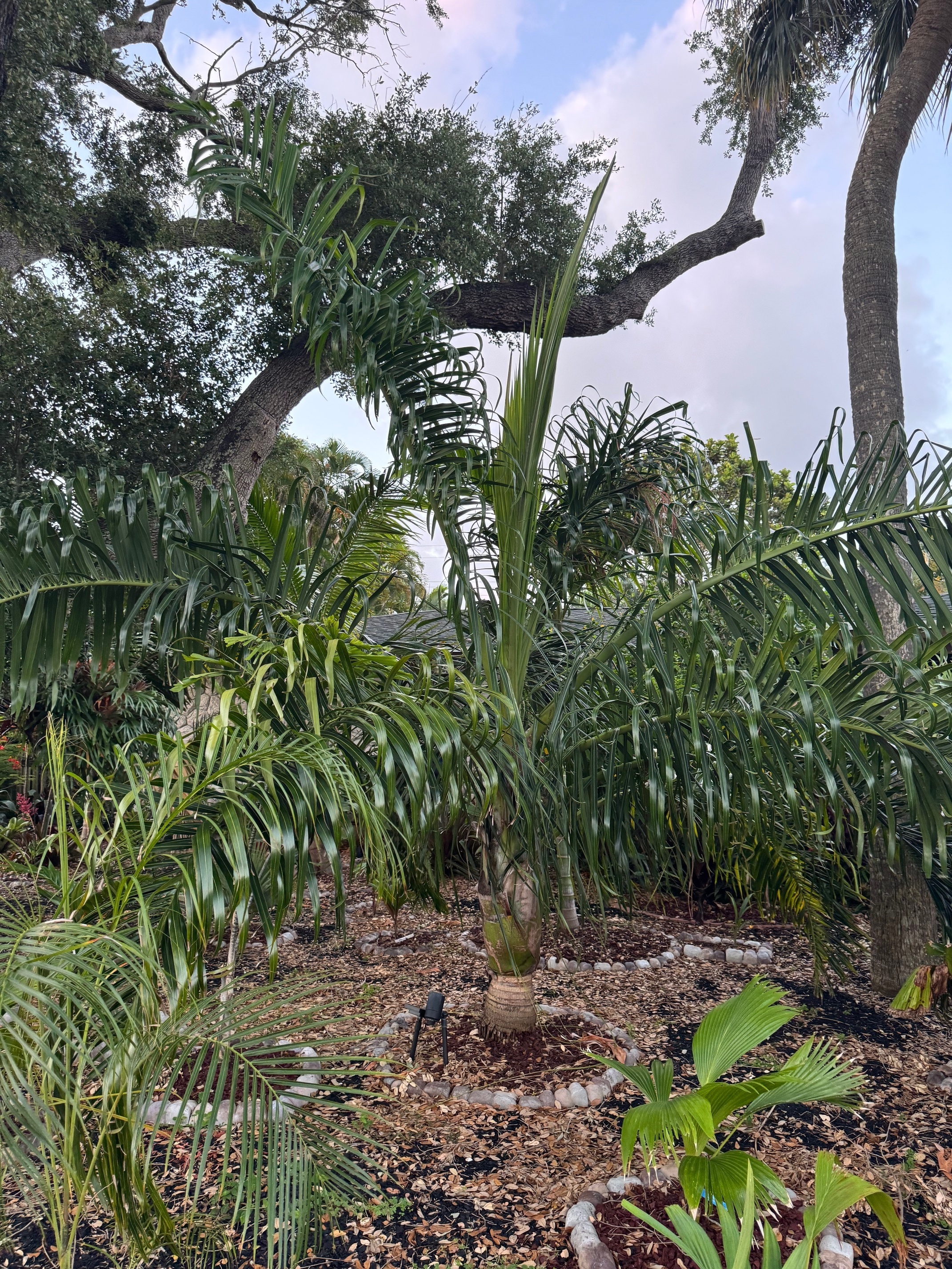 Chrysalidocarpus prestonianus