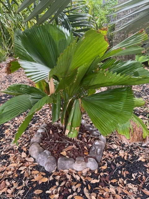 Licuala grandis