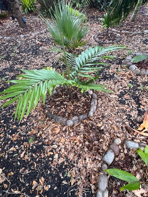 Burretiokentia hapala