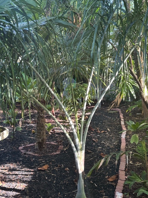 Pseudophoenix sargentii