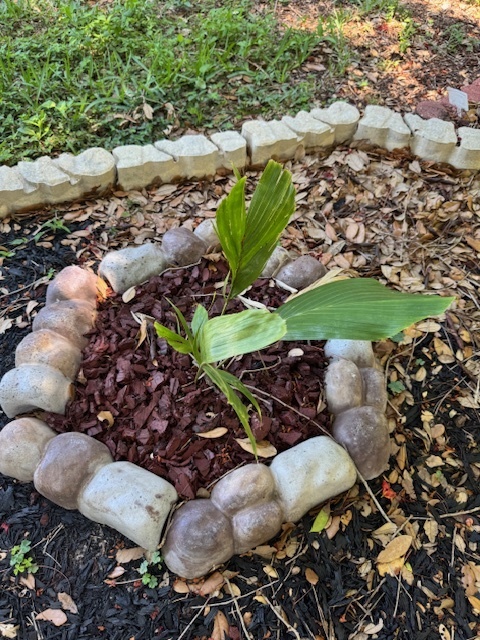 Ptychosperma schefferi